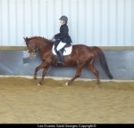 concours dressage